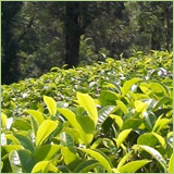Tea Plantation Business